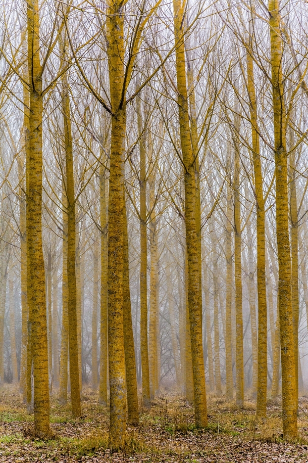 Foggy forest in Palencia Spain  OC
