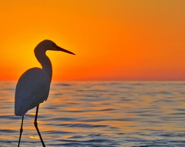 Foggy sunset with the Snowy Egret