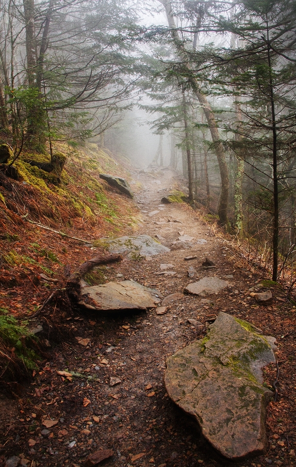 Fogs sets in on the Appalachian Trail - Great Smoky Mountains National Park TN 