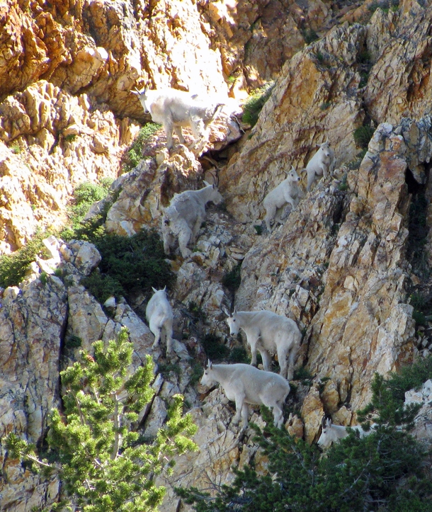 Follow the Goat Leader -- A group of goats 