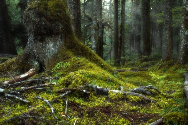 Forest Carpet Mt Rainier National Park 