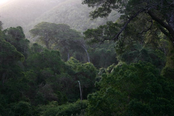 Forest in South Africa 