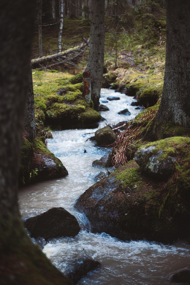 Forest Stream in Paimio Finland 