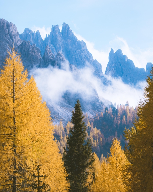 Forests of gold in the Italian Dolomites 