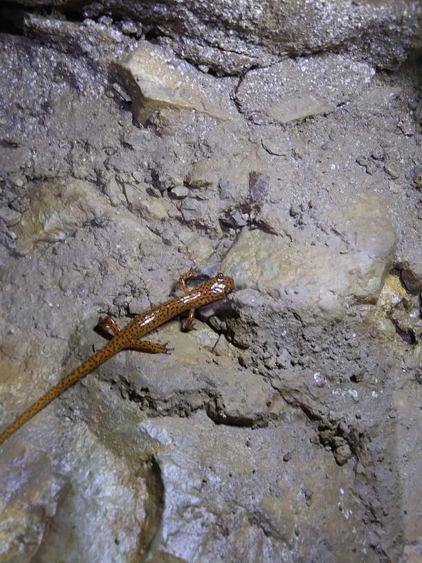 Found a cave salamander after swimming through a pitch black cave in  water
