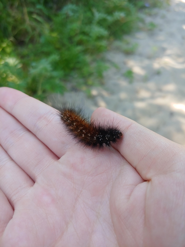 found him by a trail leading to lake Ontario the other day 