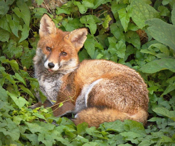 Fox in the garden this morning 