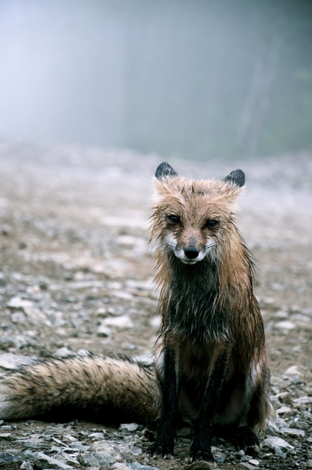 Fox In The Rain xpost from rpics 