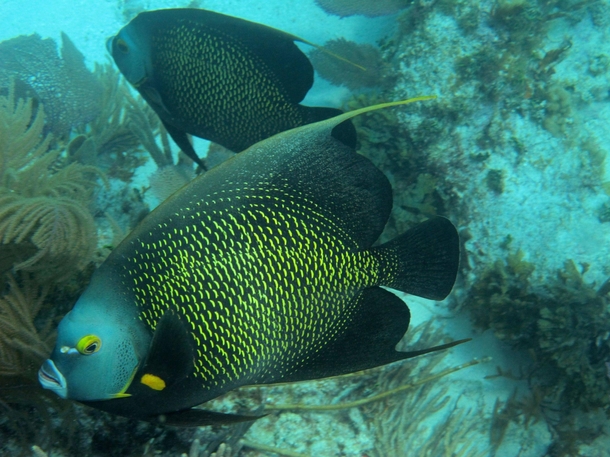French Angelfish in the Florida Keys 