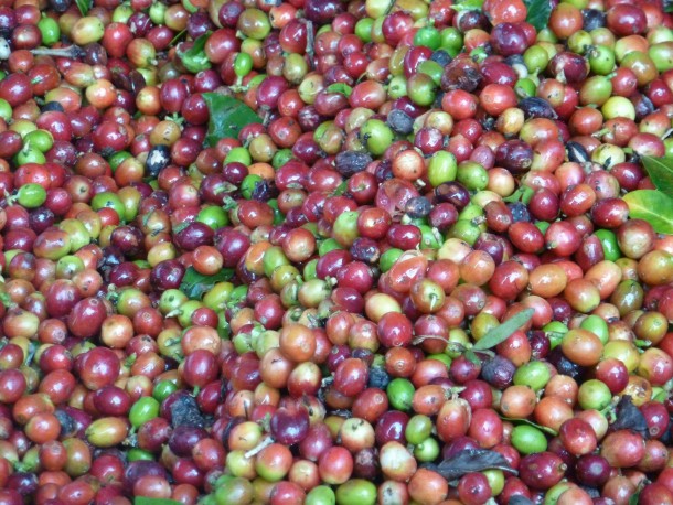 Fresh picked coffee beans 