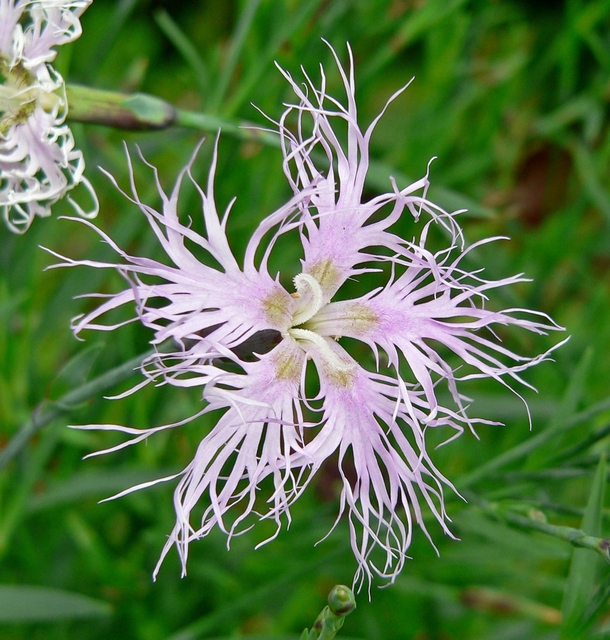 Fringed pink Dianthus superbus photo by Stan Shebs 