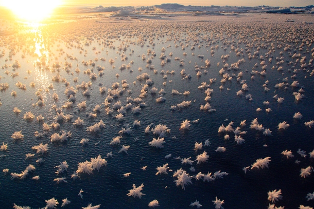 Frost flowers over young sea ice in the central Arctic Ocean By Matthias Wietz 