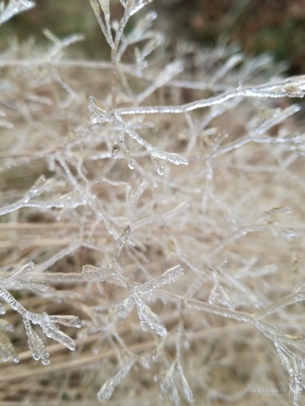 Frosted plants looks like made of crystal Navarre Spain Rewards of early frosty mornings 