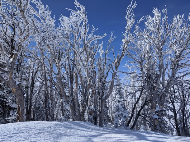 Frosted trees near Jackson Wyoming 
