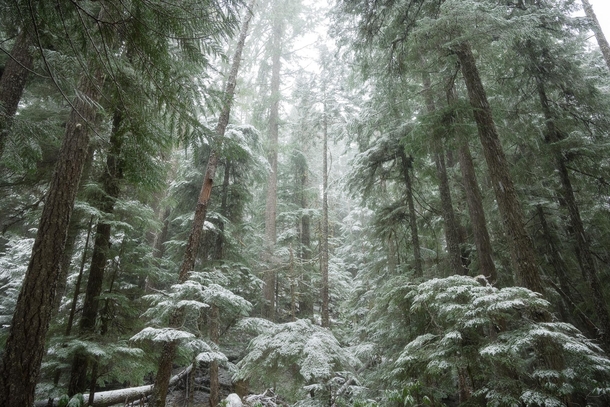 Frosty forest in Zigzag Oregon  IG JustinMPoe