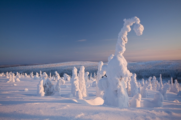Frozen Forest Finland 