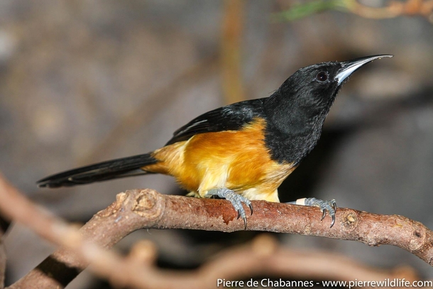 Full-body portrait of a threatened species endemic to Montserrat Island in the Lesser Antilles The Montserrat Oriole Icterus oberi is endangered by habitat loss because of the occurrence of climatic and volcanic events