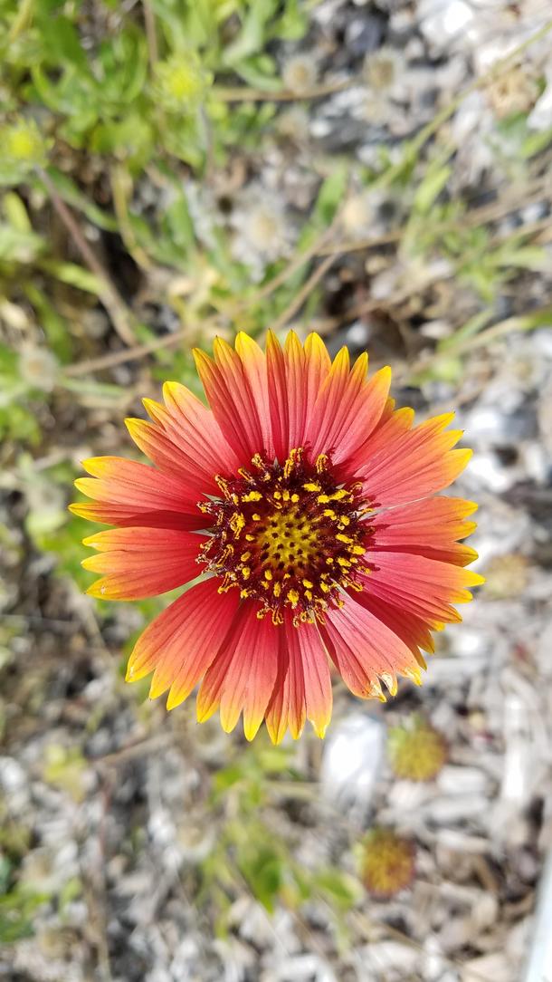 Gaillardia blanket flower at the Frost Museum of Science