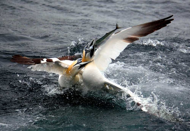 Gannets fighting over a Mackerel off the coast of Kerry Ireland OC 