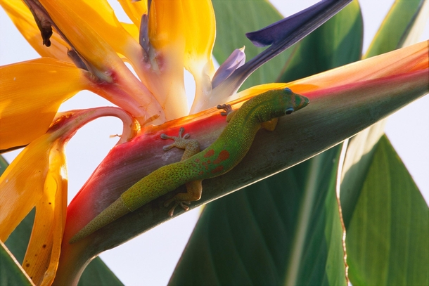 Gecko hanging out on a Bird Of Paradise flower the big island Hawaii  OC
