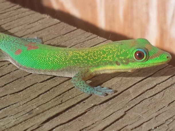 Gecko warming in the Hawaiian sun - Gekkonidae 