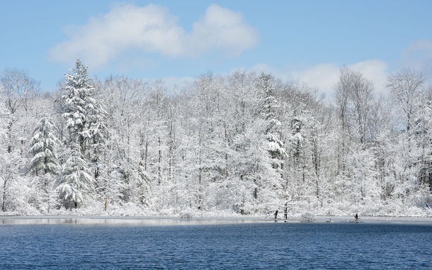 Geese enjoying a late season snowfall in Vermont 