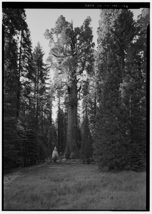 General Sherman a giant sequoia Sequoiadendron giganteum the largest known tree by volume in the world Sequoia National Park Tulare County CA Photo by Brian C Grogan Library of Congress 