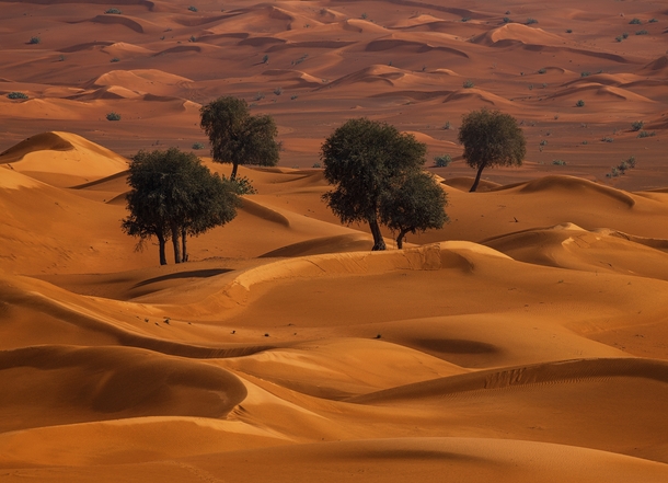 Ghaf trees enduring the desert heat just outside of Dubai UAE 