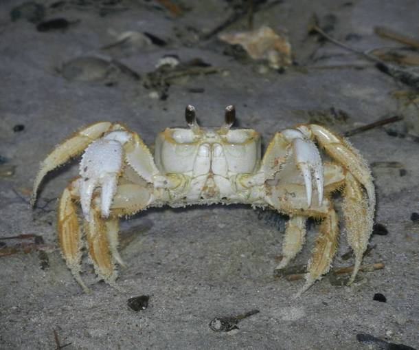 Ghost Crab Ocypode quadrata 