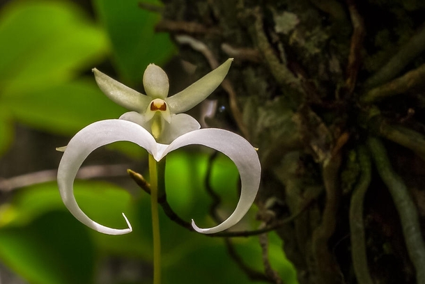 Ghost orchid Dendrophylax lindenii 