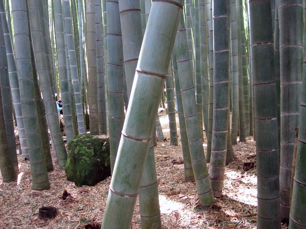 Giant Bamboo 