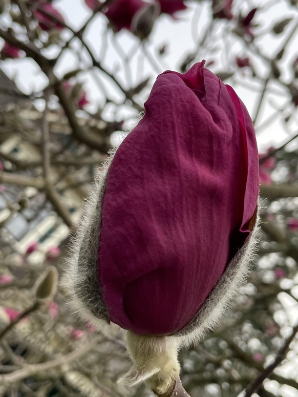 Giant magnolia in my neighborhood
