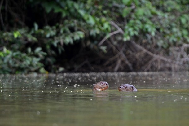 Giant Otters planning their next move Pteronura brasiliensis - 