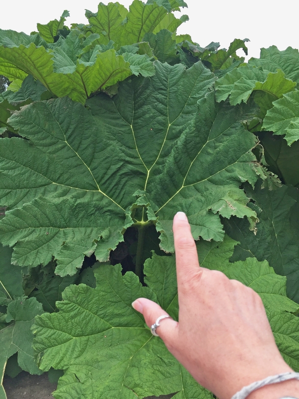 Giant Rhubarb  Lamorna Cornwall Please excuse my sad attempt at providing scale each leaf was actually the size of a small car
