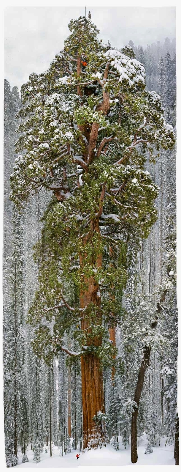 Giant Sequoia Tree 