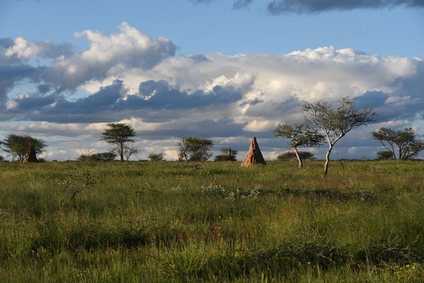 Giant termite mounds at Okonjima Namibia in the Green Season - x 