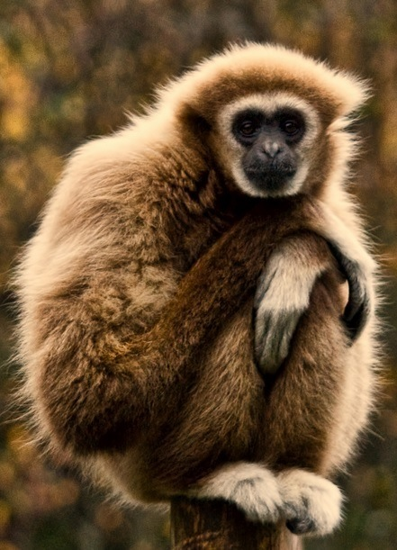 Gibbon on a stump x-post from rawwducational 