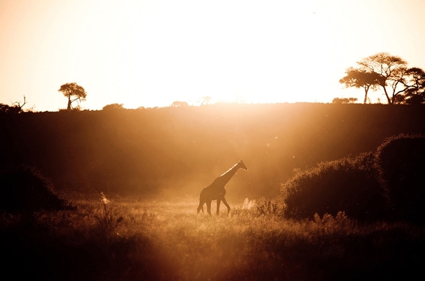 Giraffe giraffa camelopardalis at sunset in Chobe National Reserve in Botswana 