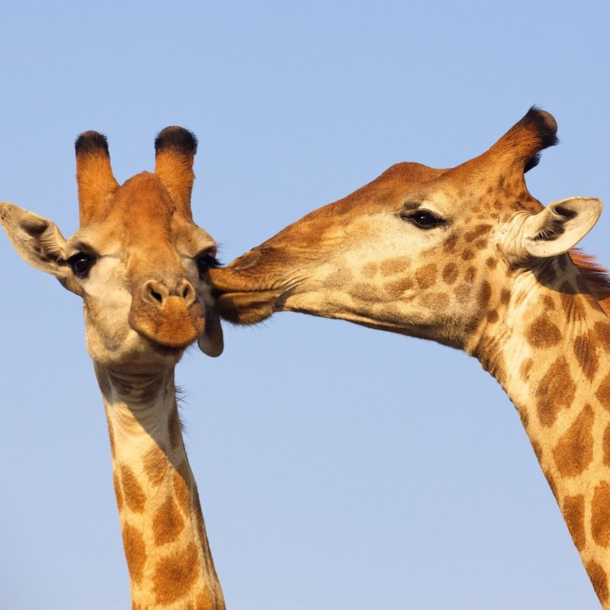 Giraffes Rehearsing for the Valentine Day