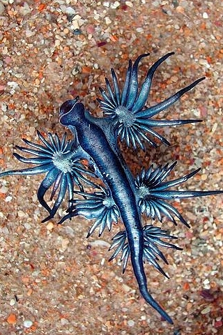 Glaucus Atlanticus Blue Dragon or Sea Swallow is a pelagic aeolid nudibranch found in the coastal waters of South Africa Europe and Australia 