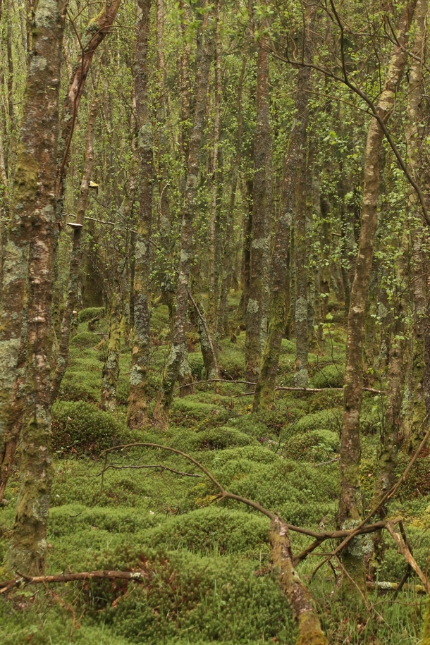 Glendalough Ireland  What is moss green  x  