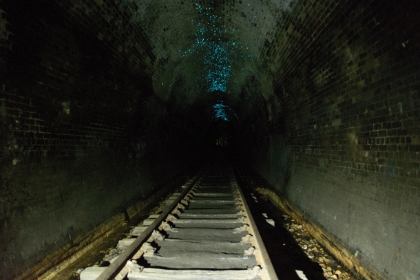 Glow worms in an abandoned railway tunnel Australia   x 