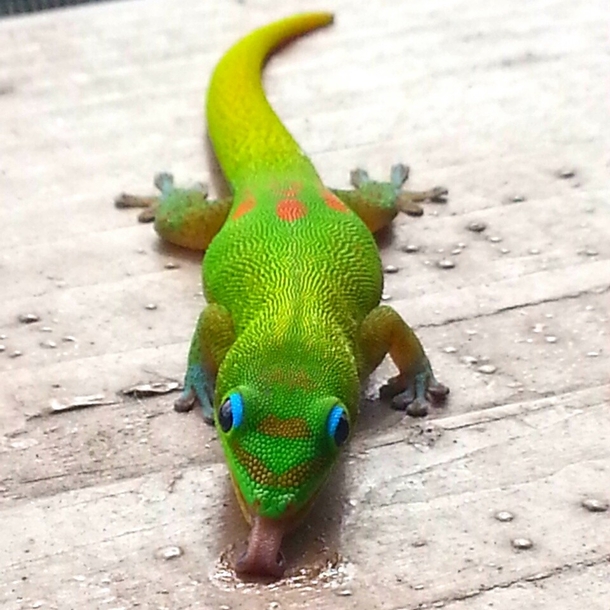 Gold Dust Day Gecko x