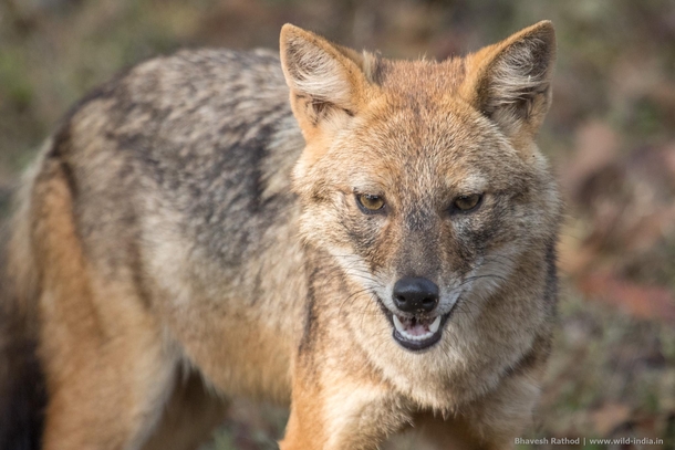 Golden Jackal - Canis aureusis both a predator and a scavenger and an omnivorous and opportunistic forager with a diet that varies according to its habitat and the season - Pench Tiger Reserve Madhya Pradesh India 