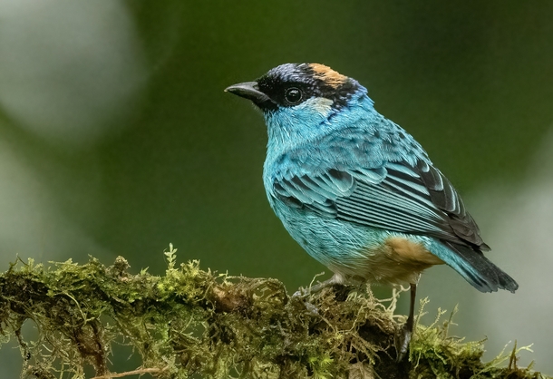 Golden-naped Tanager 