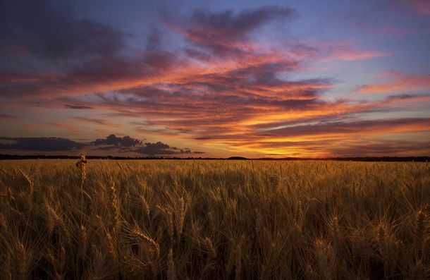 Golden Wheat Field Kiev Ukraine  Photo by Alexei Milok