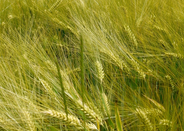 Golden wheat - Switzerland 