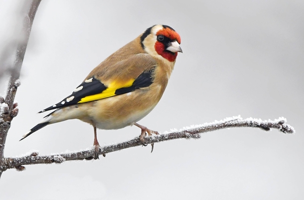 Goldfinch Photo credit to Carl Bovis