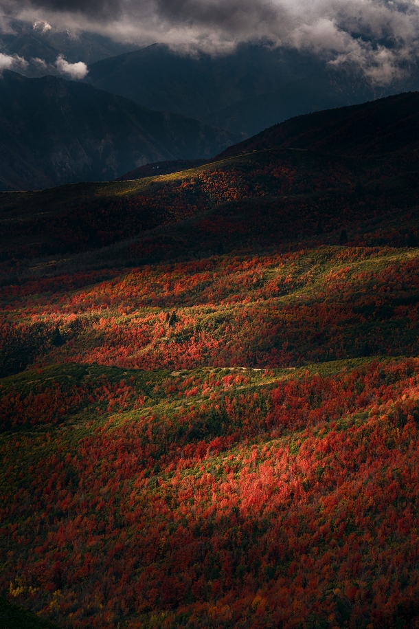Gorgeous morning light on fall foliage in the Wasatch Range Utah USA 