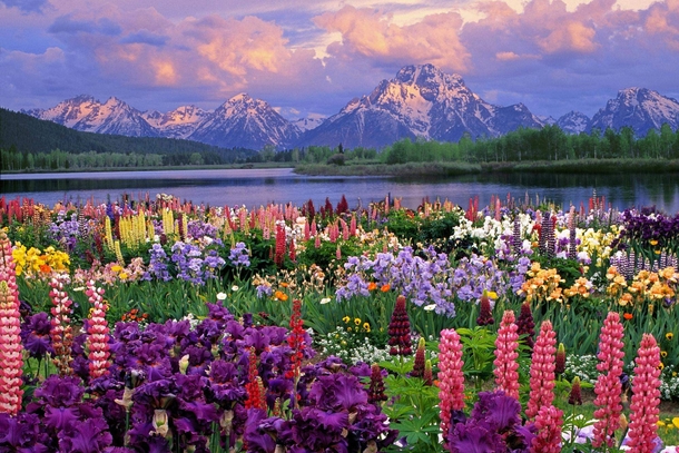 Gorgeous view of the Grand Tetons from across a flowering meadow 